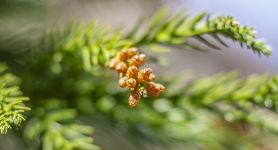 花粉季節